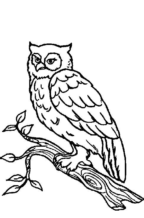 owlForHat