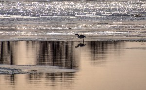 Canada Goose Reflection on the Lake