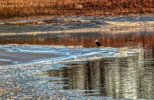 Bald Eagle Sitting on the Ice, Looking for a Meal