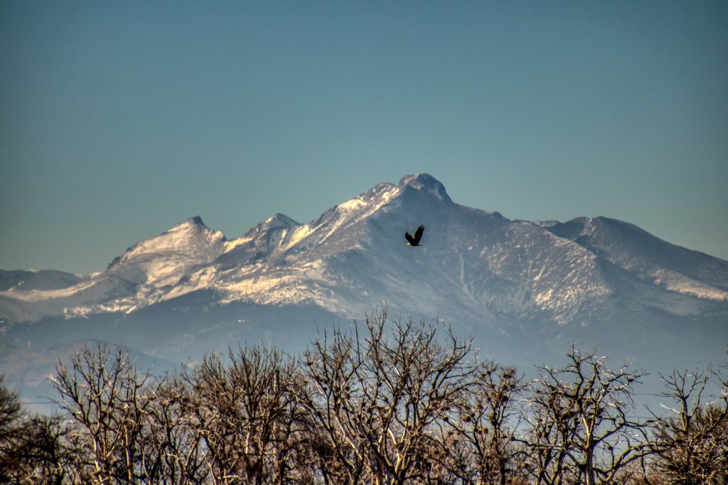Bald Eagle Soaring Over the Lake with Long's Peak in the Background