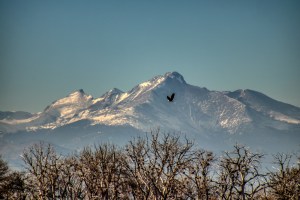 Bald Eagle Soaring Over the Lake with Long's Peak in the Background