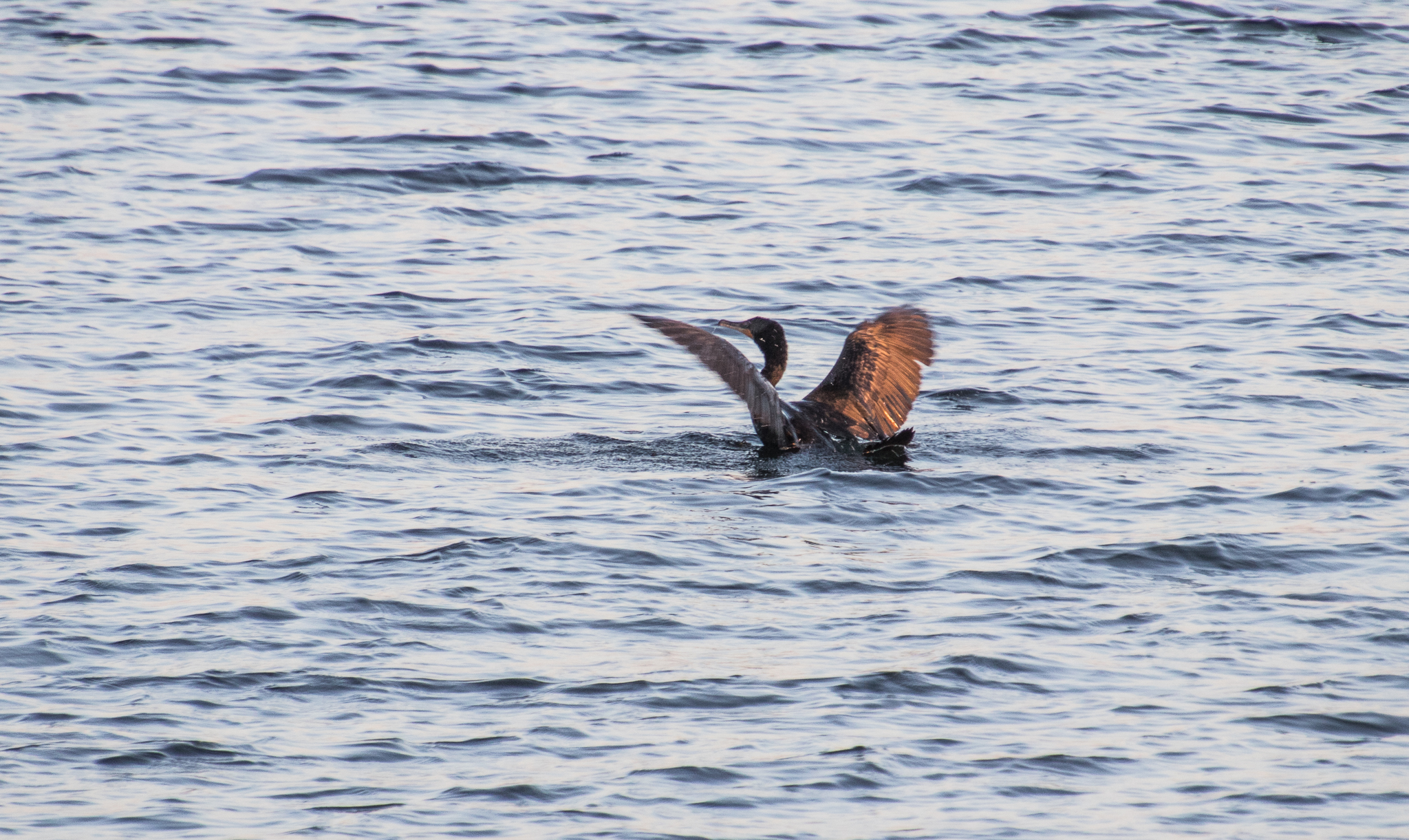 Double-crested Cormorant landing on the lake