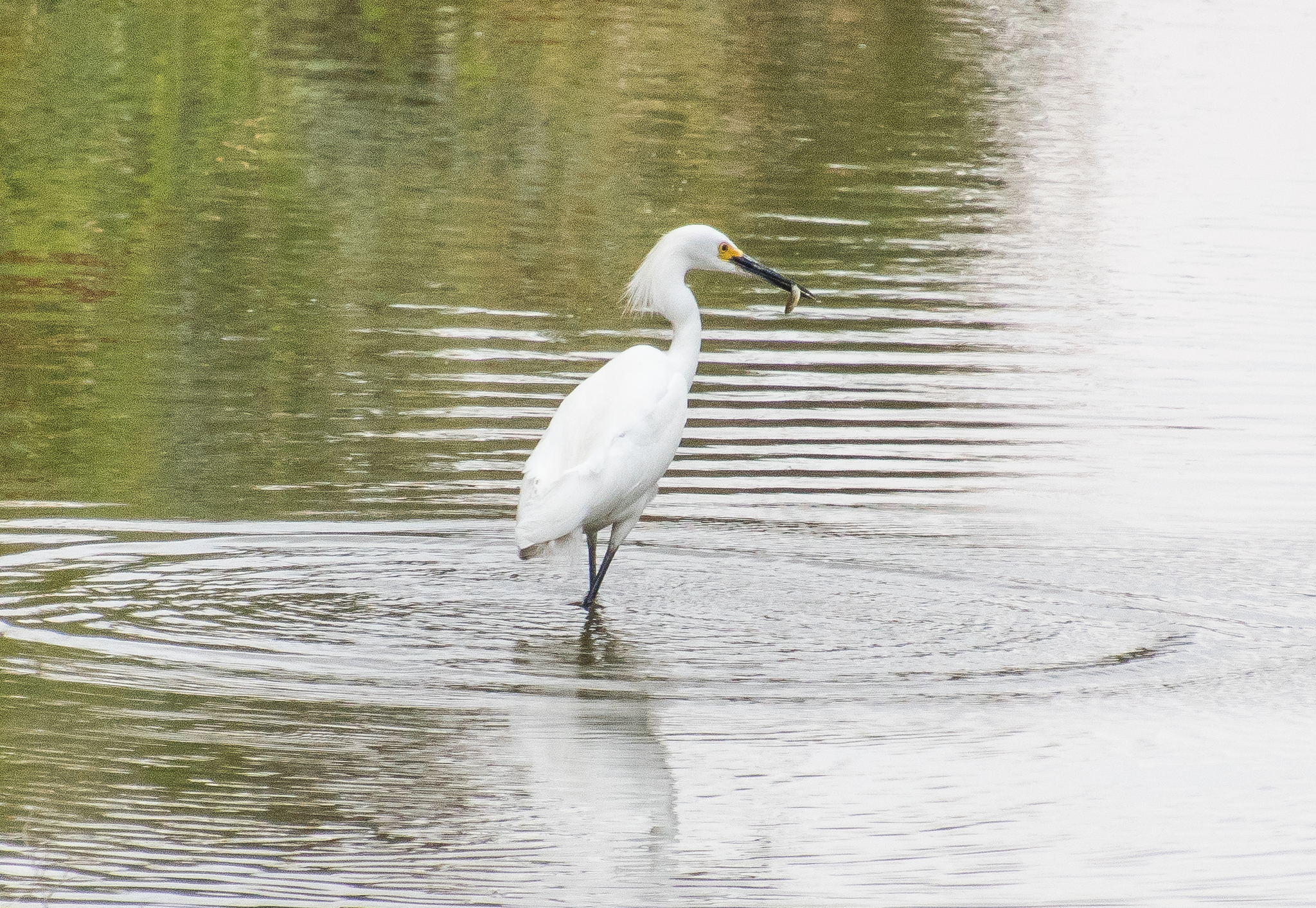 Snowy Egret with its catch