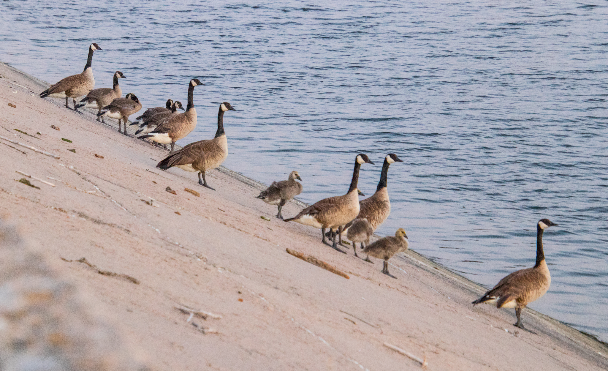 Geese standing on the side of the Oasis Dam