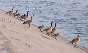 Geese standing on the side of the Oasis Dam