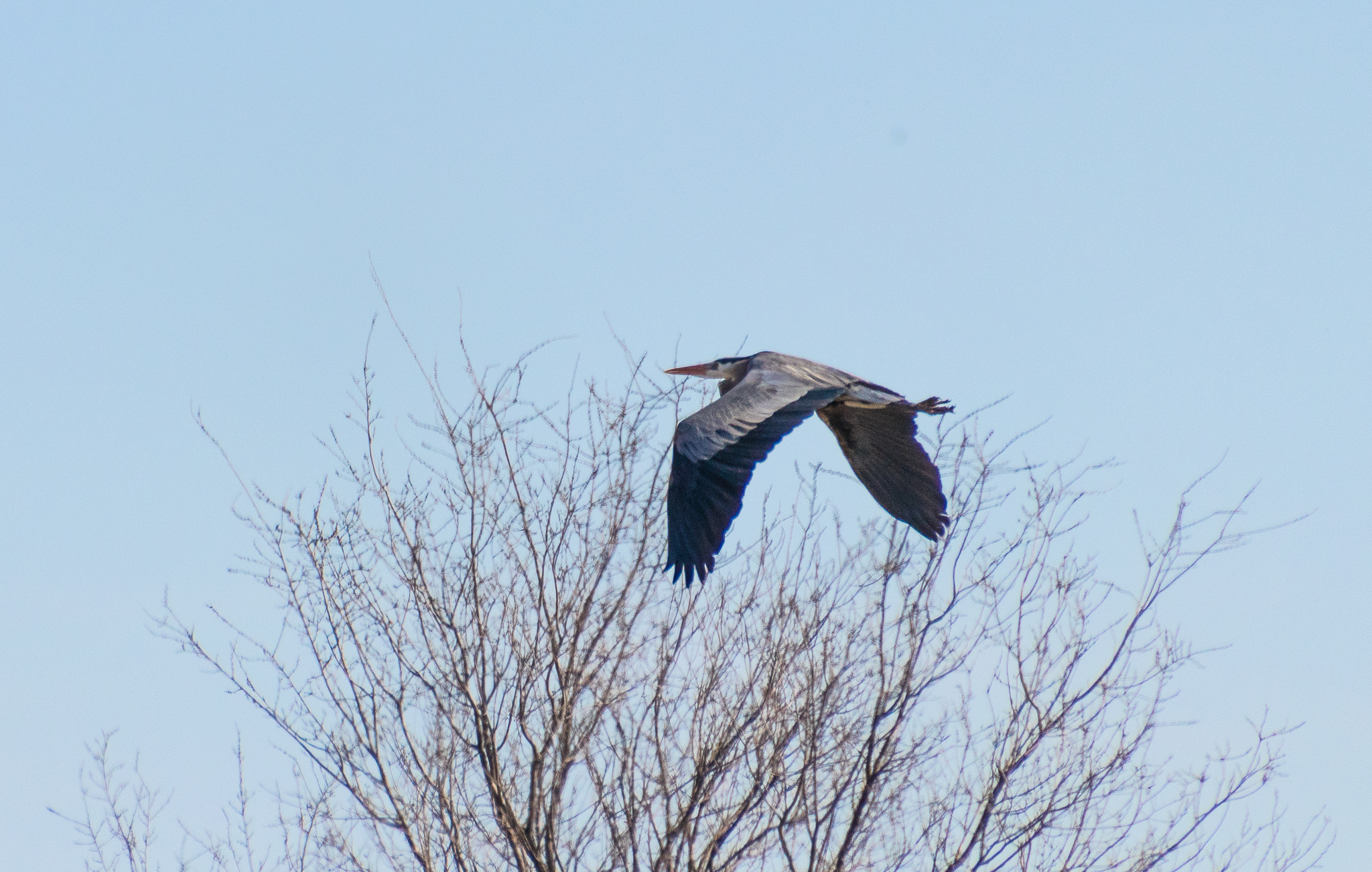 Great Blue Heron in Flight