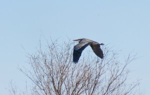 Great Blue Heron in Flight