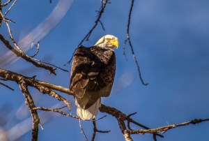 Bald Eagle Looking Agry