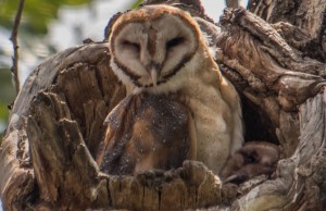 Barn Owl with Owlet Peeking on the Side