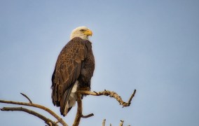 Very Cooperative Bald Eagle Posing for Photos